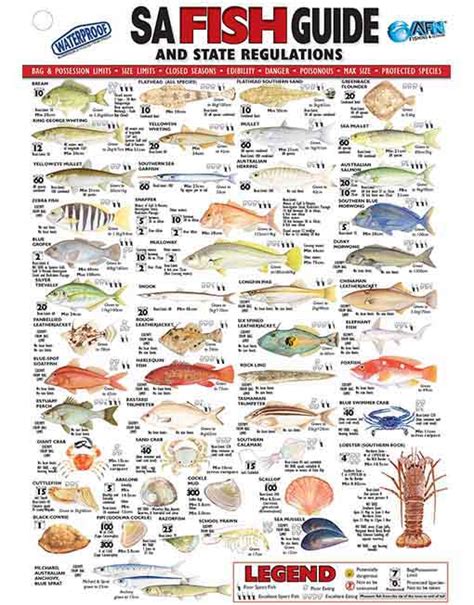 south australian fish size chart.